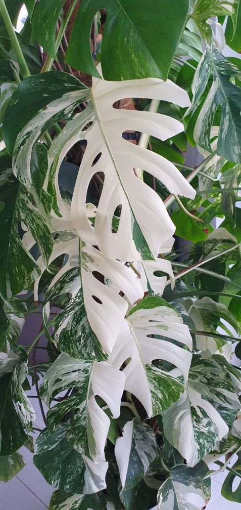 Monstera variegata