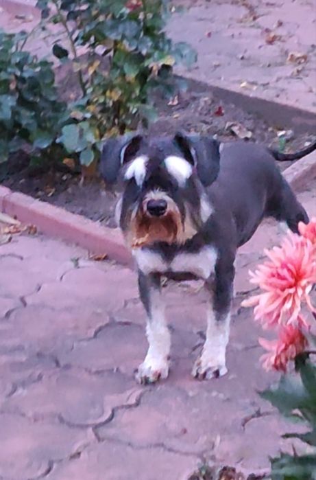 Річний хлопчик породи цвергшнауцер з документами КСУ