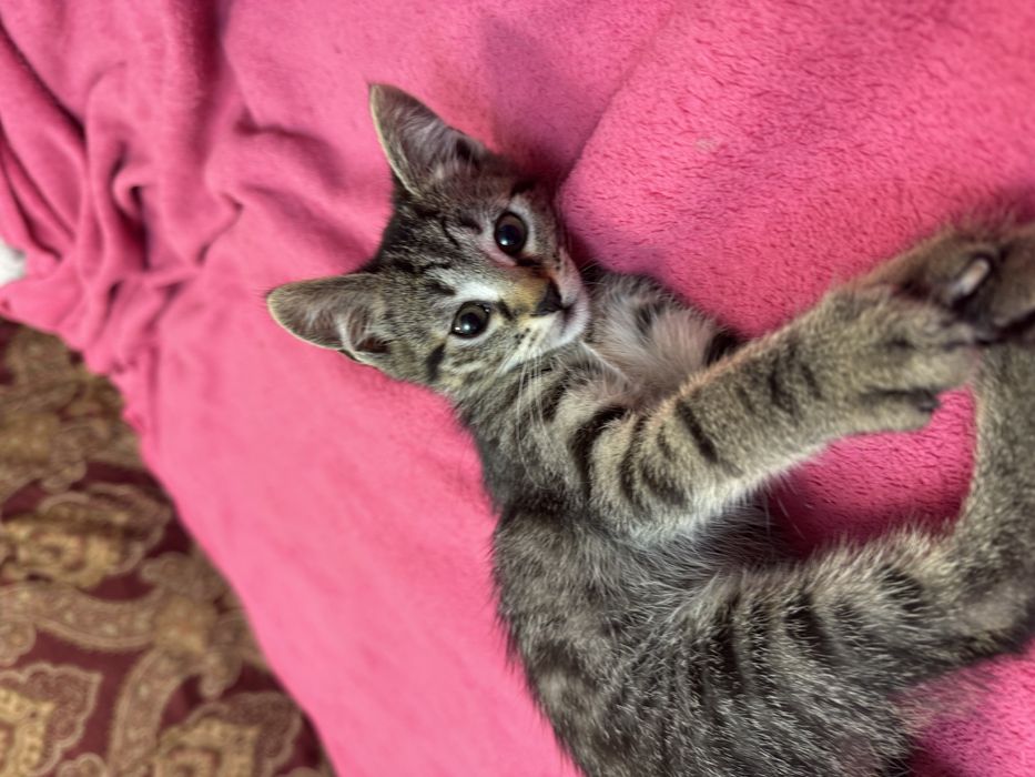 Віддамо котеня в добрі руки