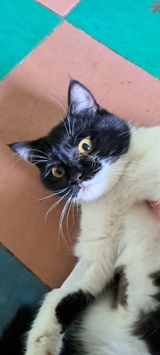 Безкоштовно стерилізована киця