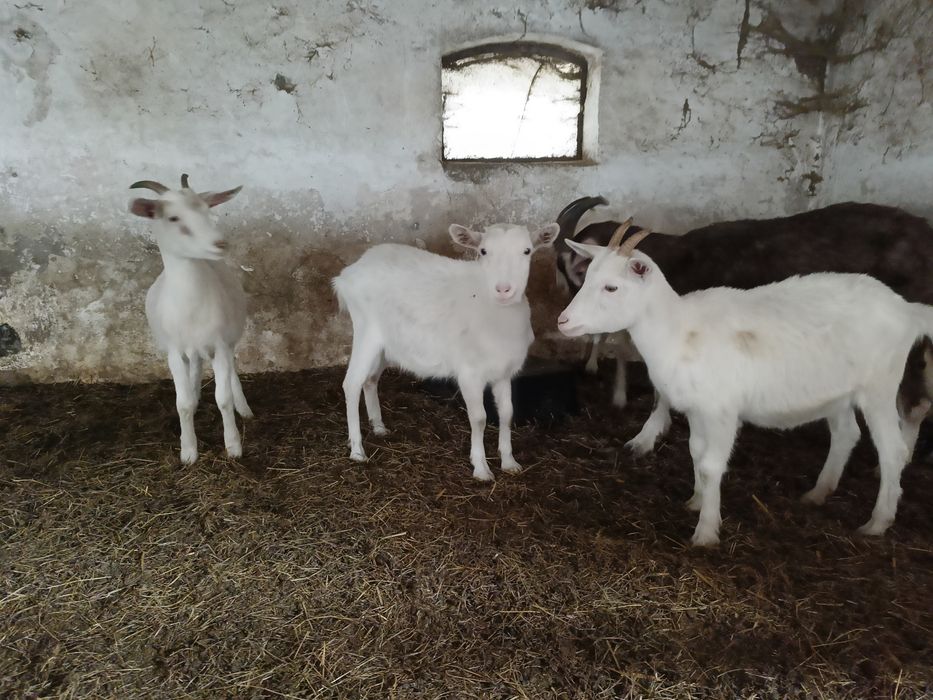 Kozki tegoroczne odchowane