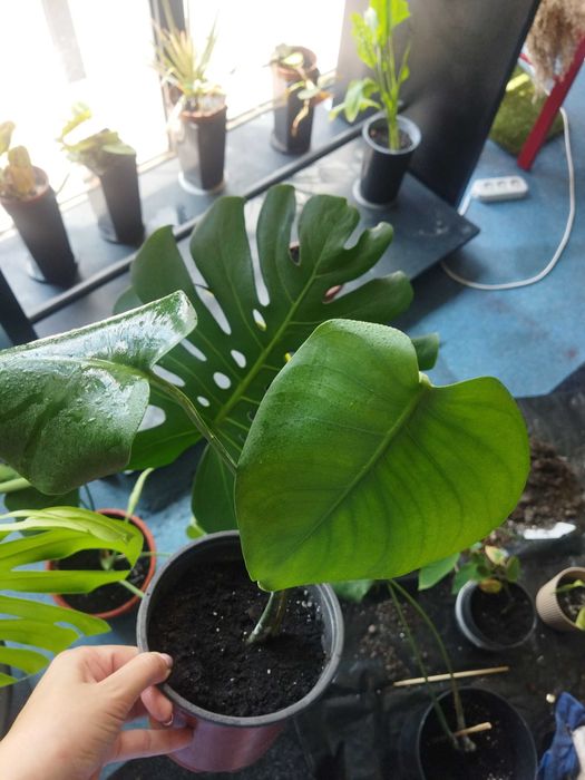 Монстера Делікатесна ліана Monstera deliciosa