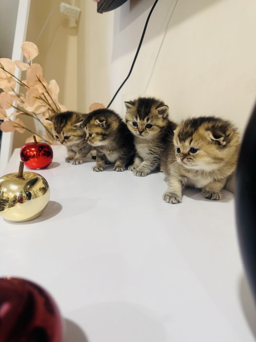 Золотые скоттиш фолд и страйт