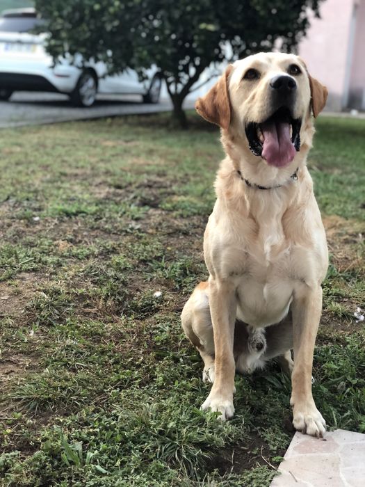 Para adoção Labrador zona de Vale de Cambra