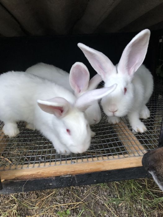 Кролики Білий панон