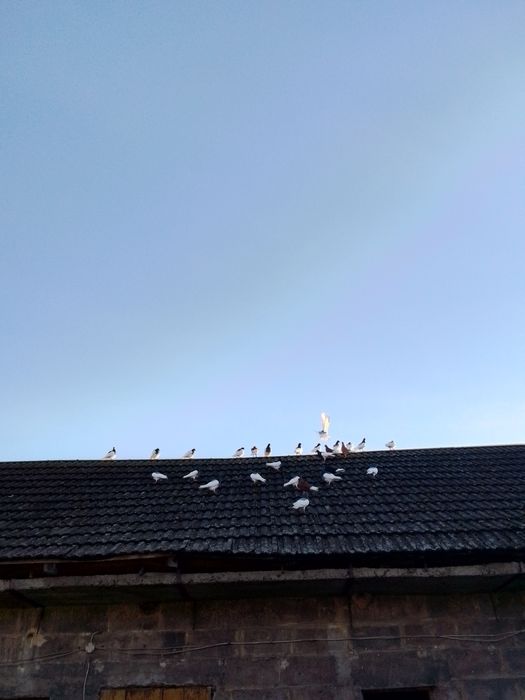 Ptaki gołębie ozdobne