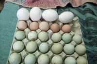 Інкубаційні яйця курей амераукана