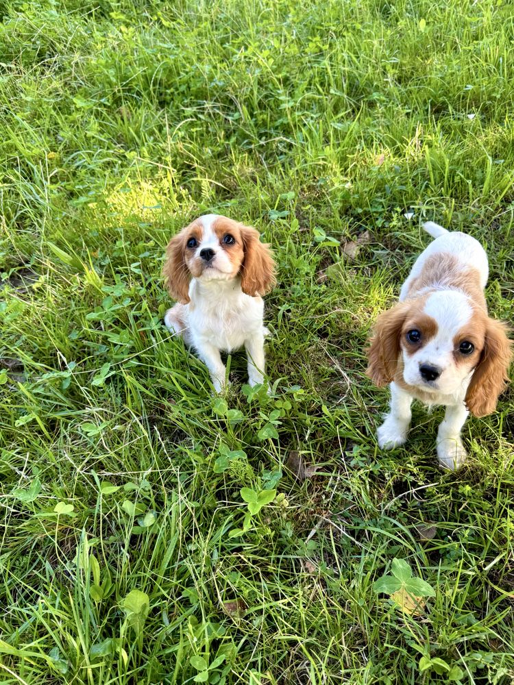 Cavalier king charles spaniel