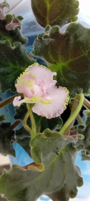 Listki fiołka afrykanskiego