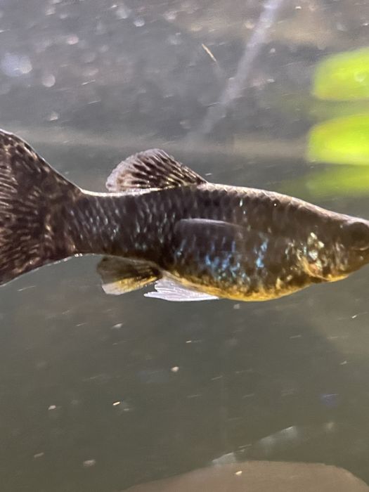 Zamienię 3 molinezje