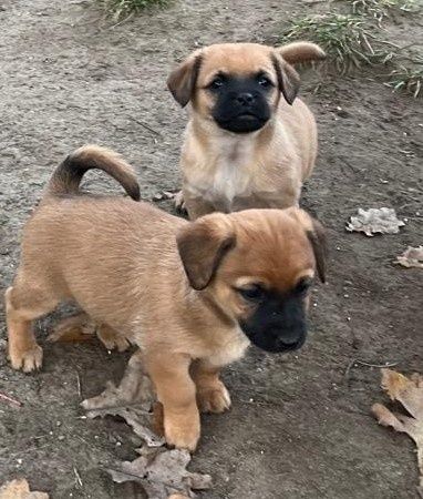 Śliczne małe pieski do oddania