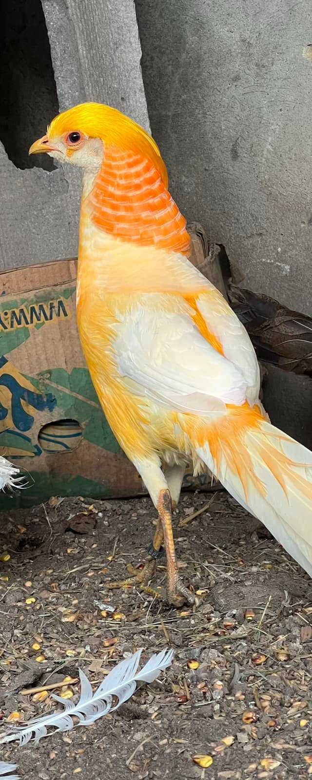 Персикові золоті фазани 2023 (самці)