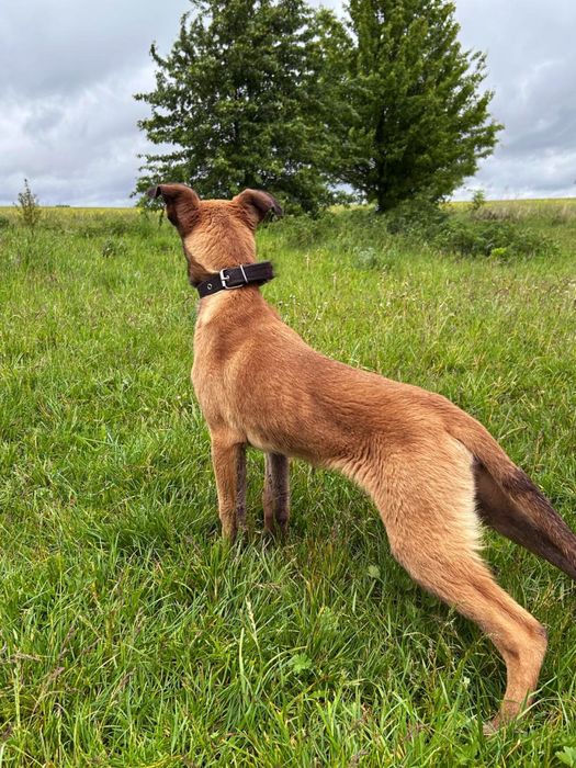 Продаж голандських та бельгійських вівчарок