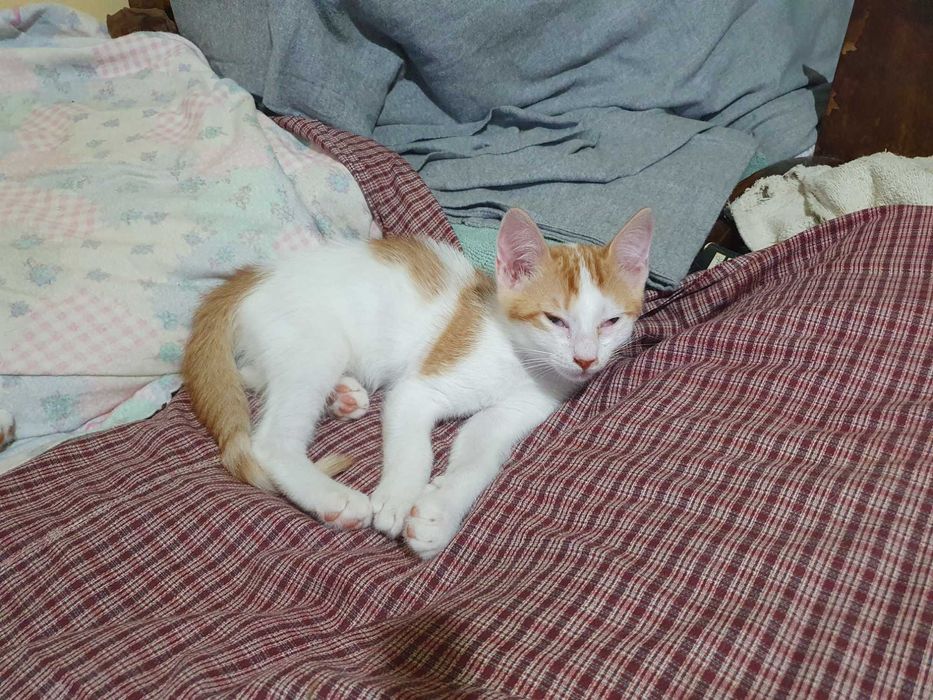 Gatinhos bébés para adopção