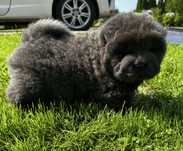 Chow Chow piekny piesek z genem niebieskim !