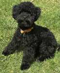 CAVAPOO F1b dziewczynka