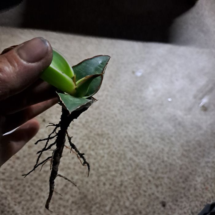 Сансевьера/Сансевиерия самурай  Фишери Голд флейм Мун шайн Цилиндрика