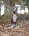 Lyborius Legacy - Chinese Crested Dog