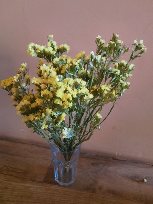 Suszony Zatrwian, dmuszek jajowaty i kacanka