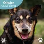 Uroczy Oliwier czeka na dom!