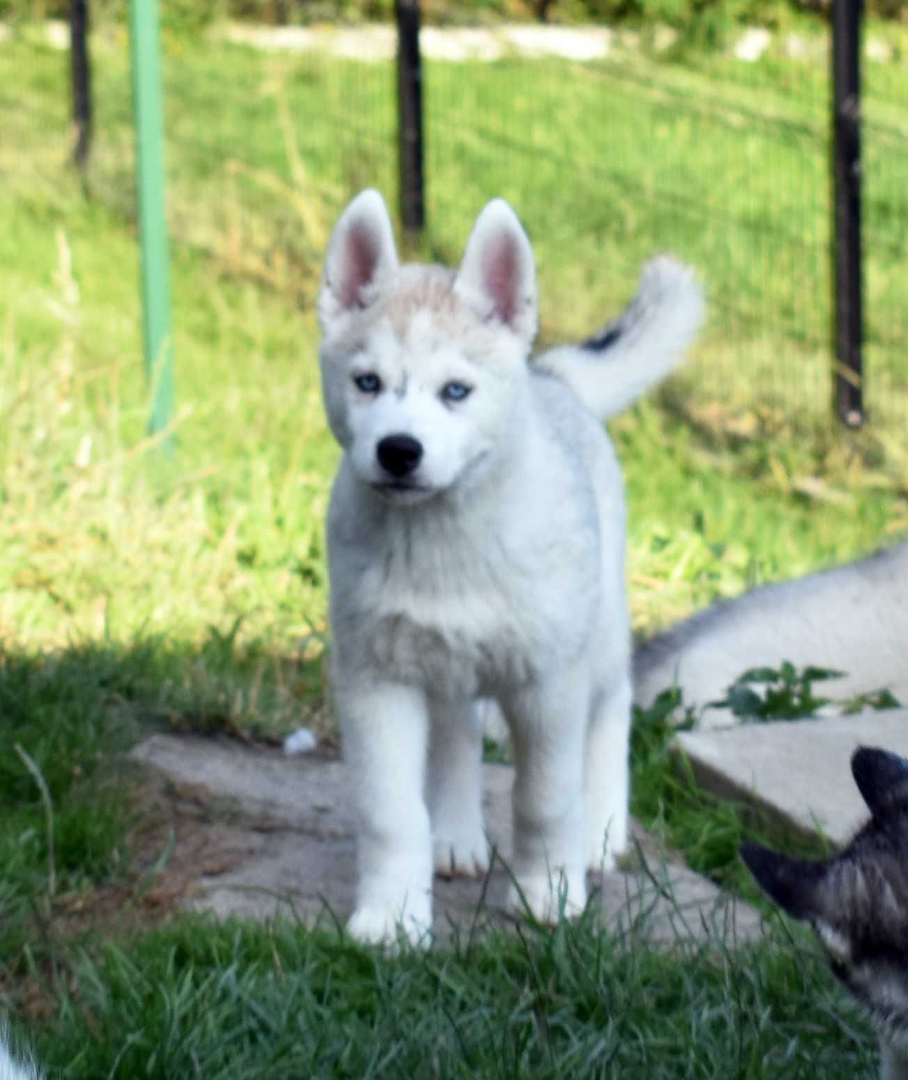 Siberian Husky, miła, spokojna i wesoła suczka, ZKwP / FCI