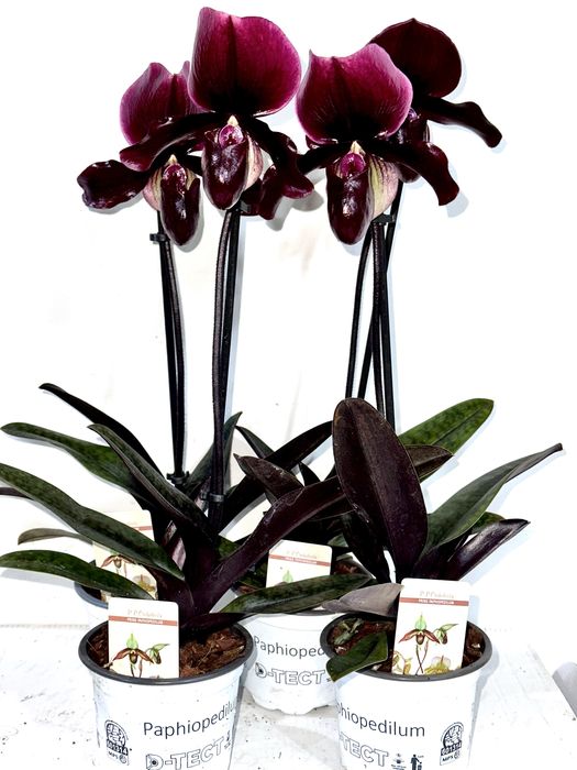 Продам орхідеі. Доставка по Украіні.