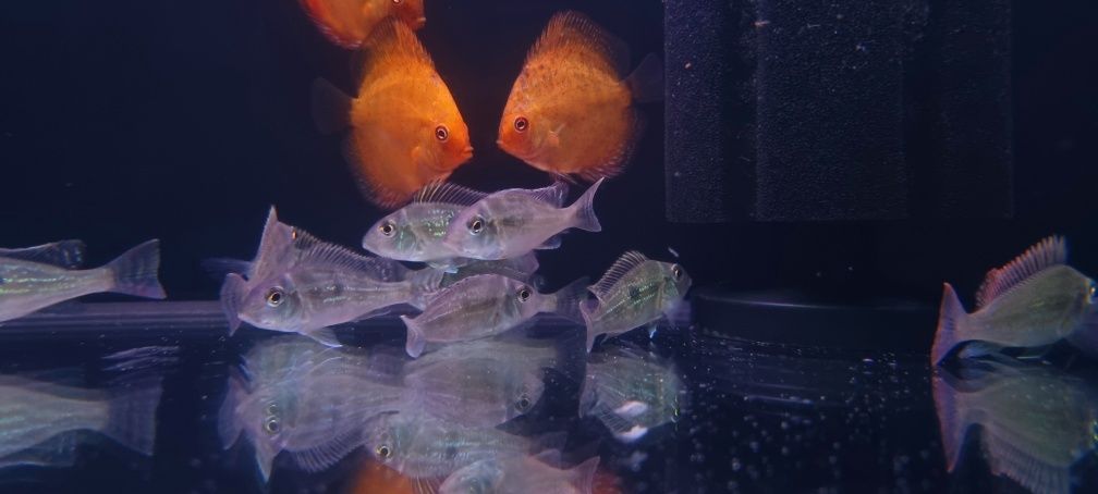 Ziemiojad geophagus sveni