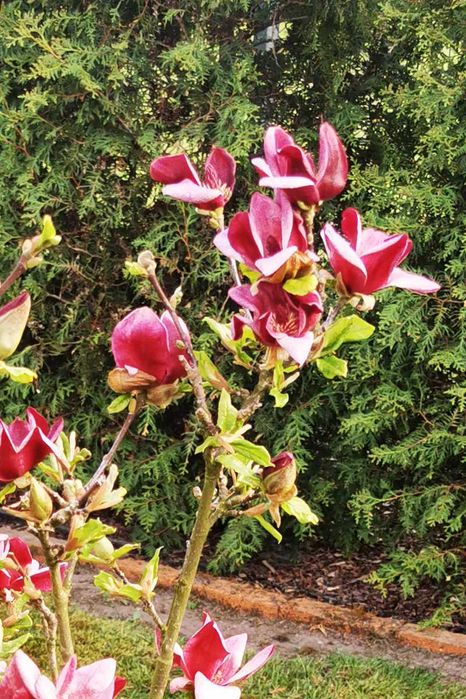 Magnolia pośrednia Genie - Wysokość 140 cm