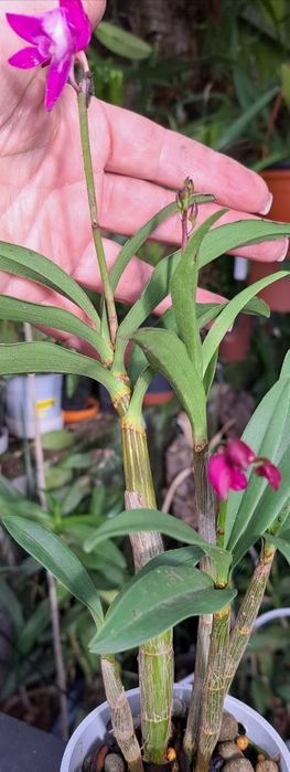 Vendo Dendrobium  kingianum de cor rosa choque.