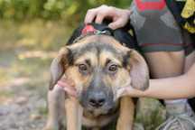 TOLKA - suczka - szczeniak do pilnej adopcji