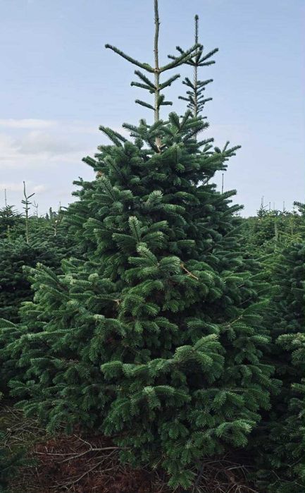 jodła kaukaska 2.00-2.50 świerki choinki