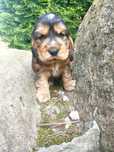 Cocker spaniel Angielski ostatni piesek