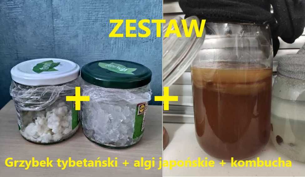ZESTAW kombucza grzybek tybetański kryształki japońskie |ZDROWE JELITA