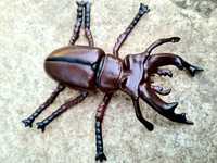 Nowa zabawka realistyczna Żuk robak gigant - zabawki