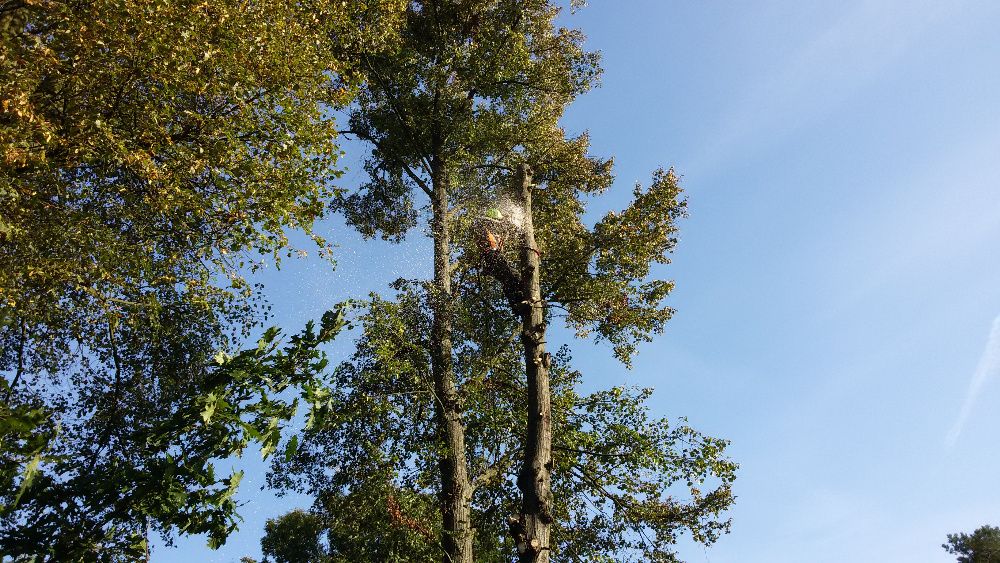 Wycinka drzew, przycinanie koron, zrębkowanie gałęzi, wywóz urobku