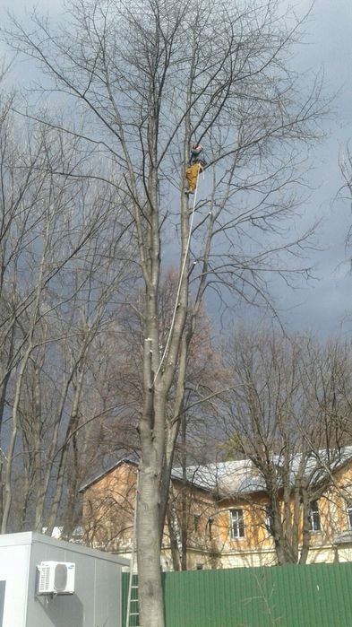 Спил  дерев.  Спил деревьев будь-якої складності,