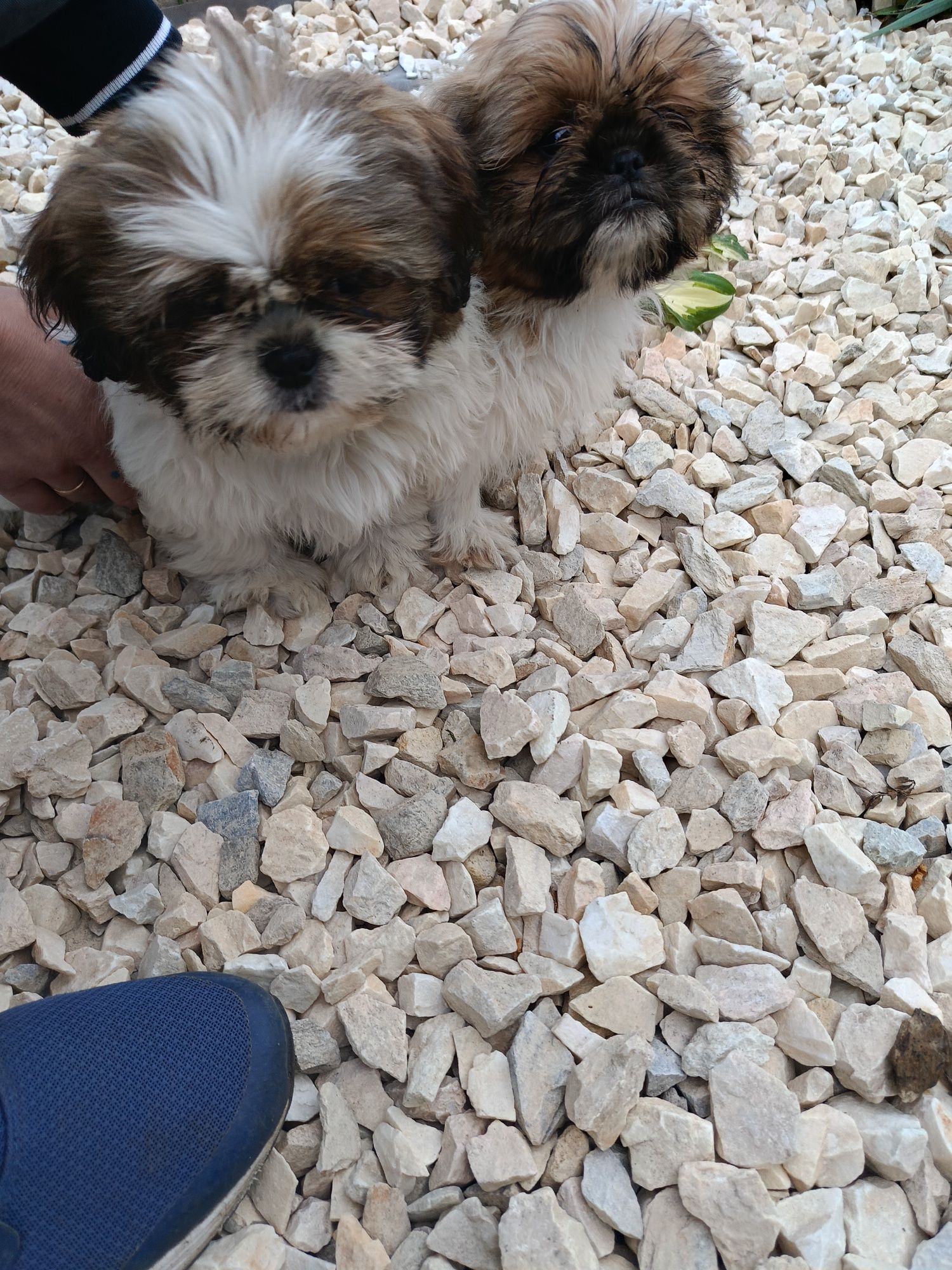 Piesek i suczka Shih tzu