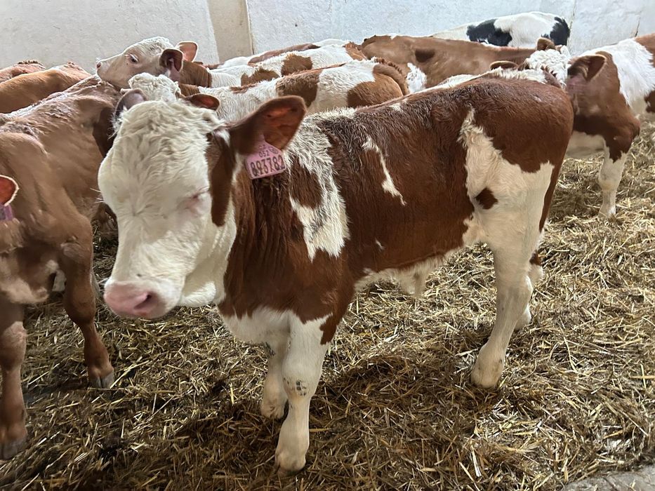 Byczki Cielęta Mięsne Simental Extra Towar Czechy Słowacja