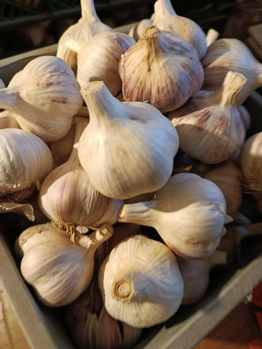 Sprzedam czosnek zimowy