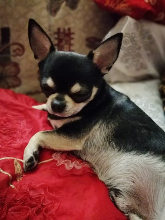 Породистый парень Чихуахуа  ищет невесту , вязка