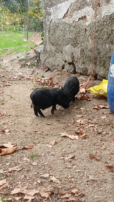 Porcos Bizarro cruzado Duroc e Porcos anões