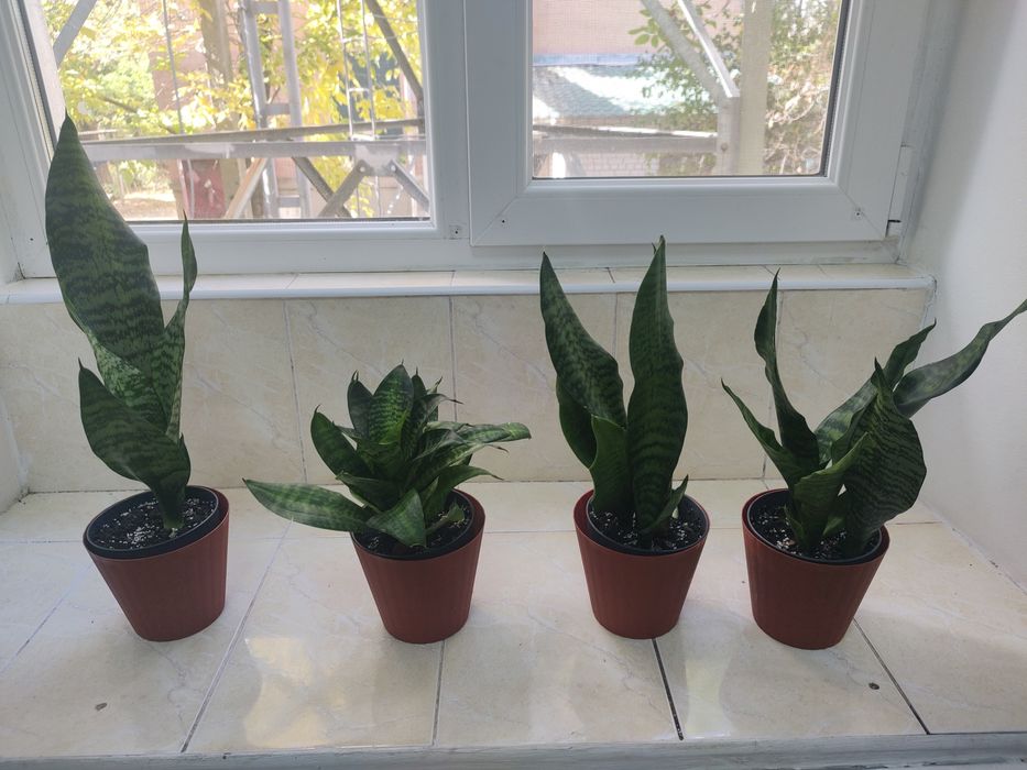 Сансевієрії для озеленення