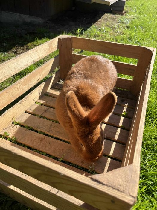 Królik nowozelandzki