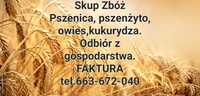 Skup zbóż. Pszenica pszenżyto, owies, kukurydza. ~Faktura~