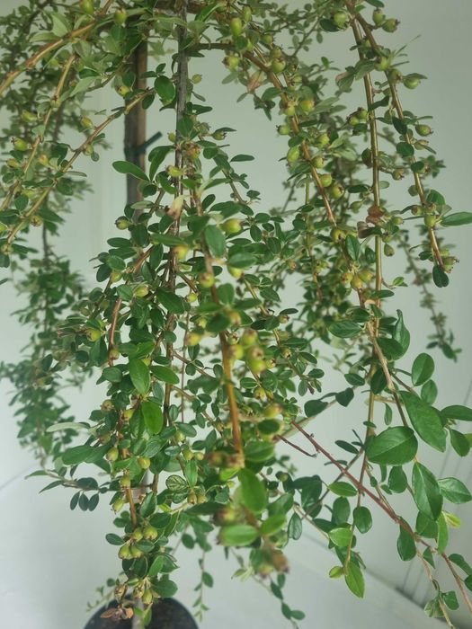 Irga szczepiona na pniu Gęsty Krzew Formowany, Wys. 160 cm, 5L