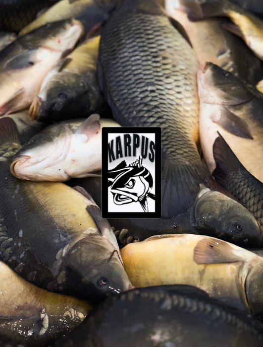Karp szczupak okoń karaś amur hurt detal