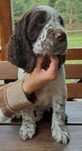 Springer Spaniel Angielski ZKwP FCI krycie zagraniczne piesek