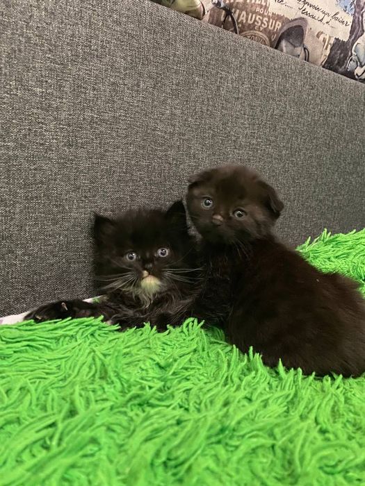 Котеня Коростень
