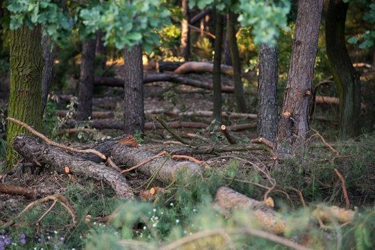Wycinka drzew i samosiej