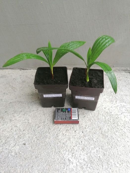 Palma mrozoodporna- Trachycarpus Fortunei+GRATIS!